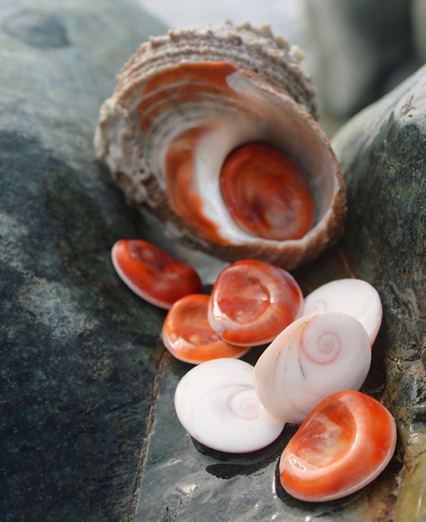 Oeil de Sainte Lucie Corse coquillage Oeil de Sainte Lucie Corse coquillage